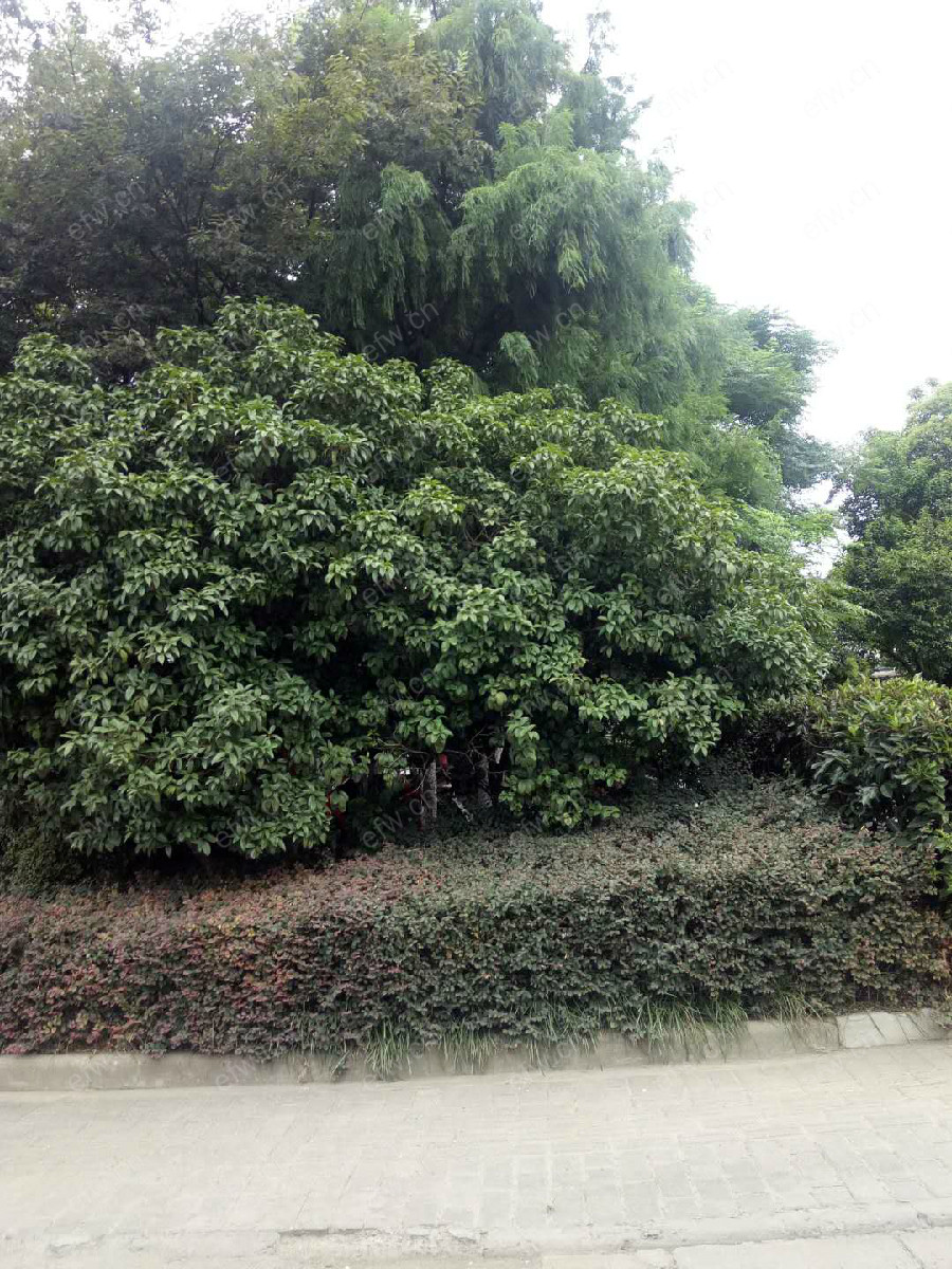 天河小区 3室2厅